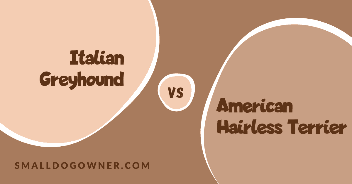 Italian Greyhound VS American Hairless Terrier