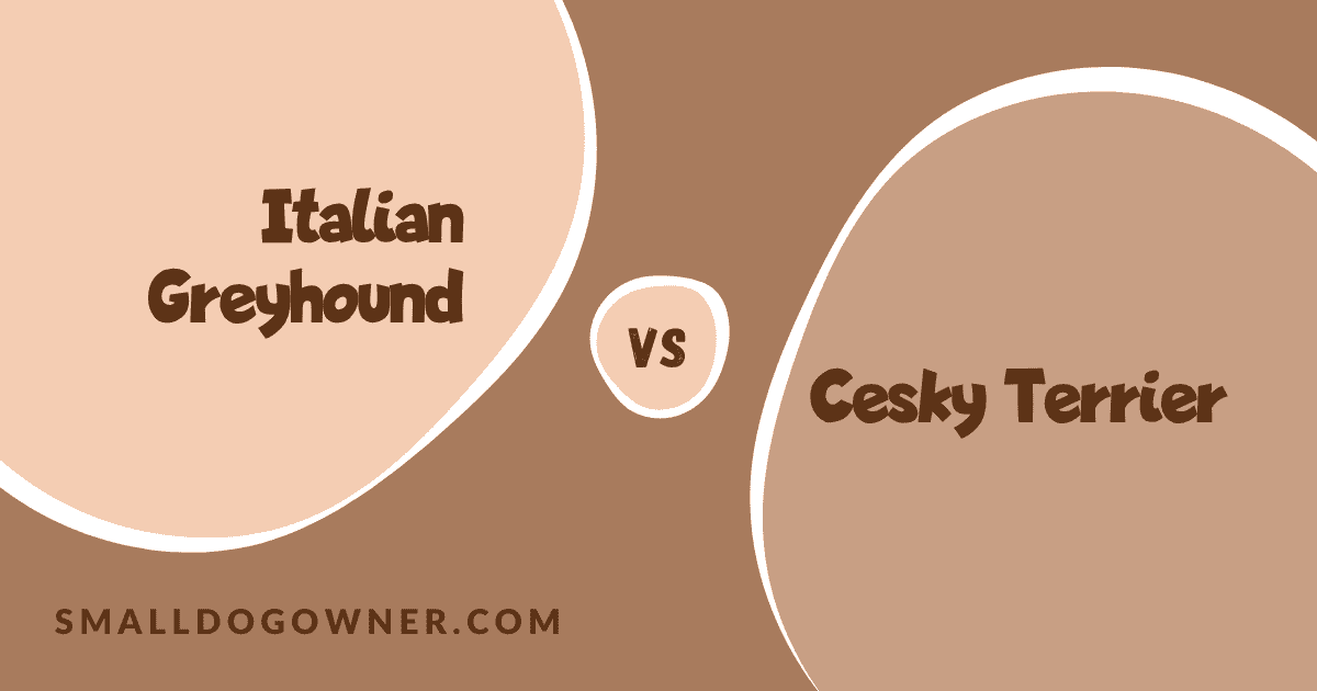 Italian Greyhound VS Cesky Terrier