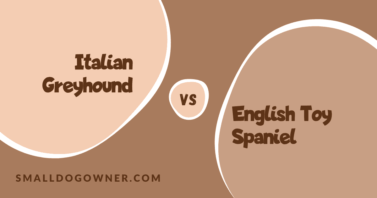 Italian Greyhound VS English Toy Spaniel
