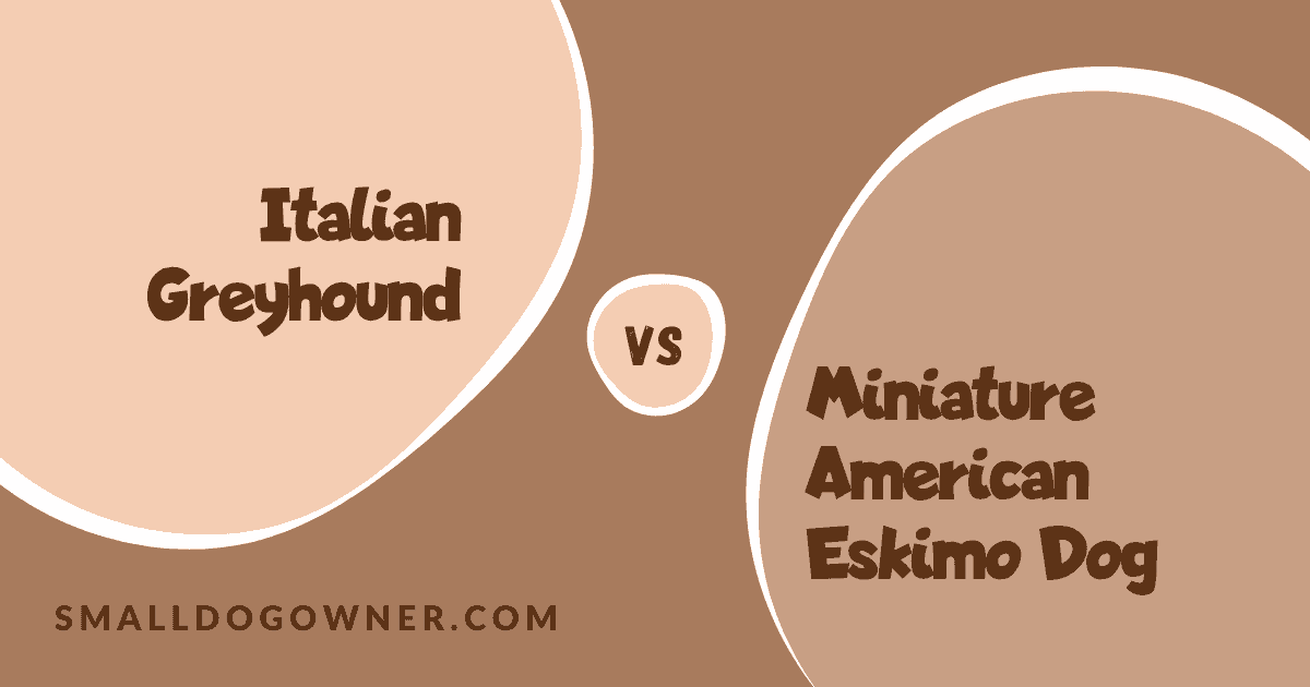 Italian Greyhound VS Miniature American Eskimo Dog