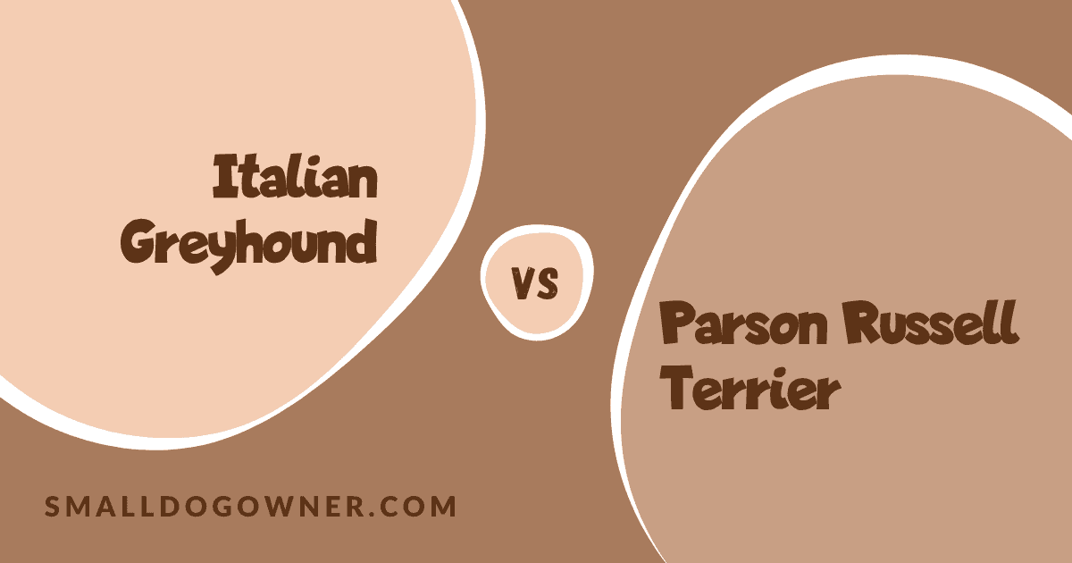 Italian Greyhound VS Parson Russell Terrier