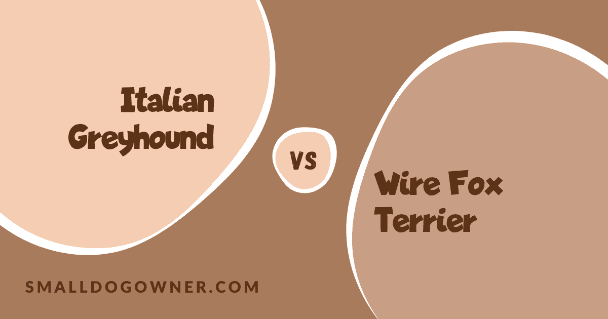 Italian Greyhound VS Wire Fox Terrier