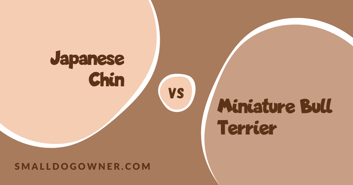 Japanese Chin VS Miniature Bull Terrier