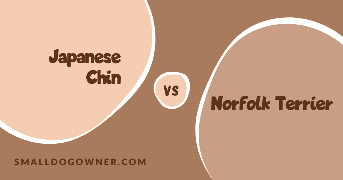 Japanese Chin VS Norfolk Terrier