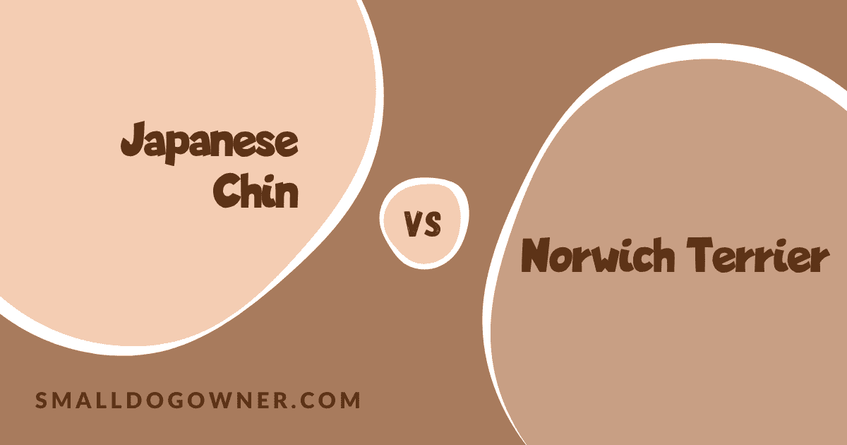 Japanese Chin VS Norwich Terrier
