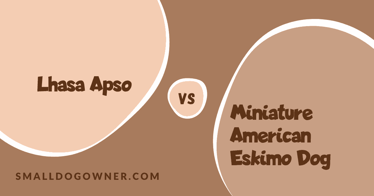 Lhasa Apso VS Miniature American Eskimo Dog