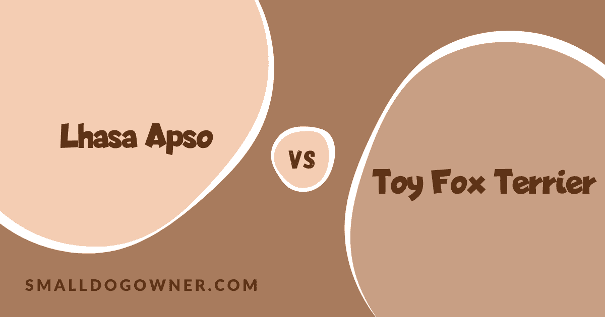 Lhasa Apso VS Toy Fox Terrier