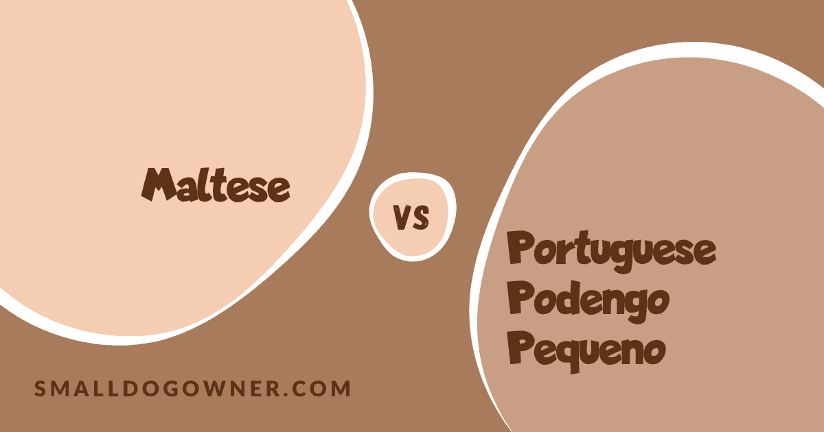 Maltese VS Portuguese Podengo Pequeno