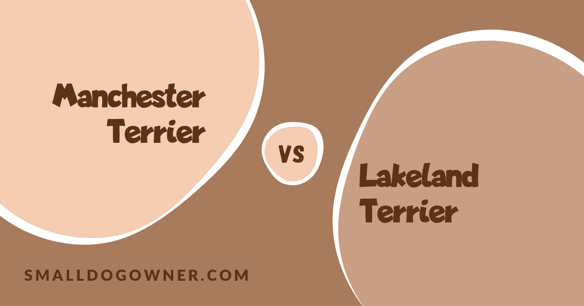 Manchester Terrier VS Lakeland Terrier
