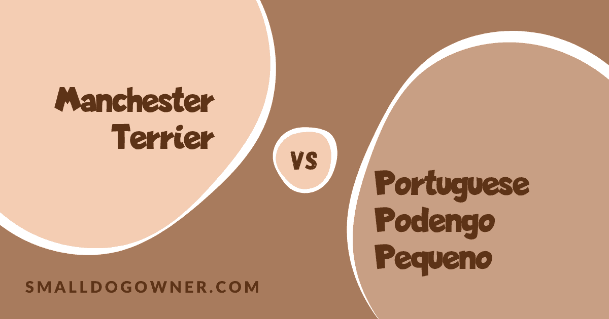 Manchester Terrier VS Portuguese Podengo Pequeno