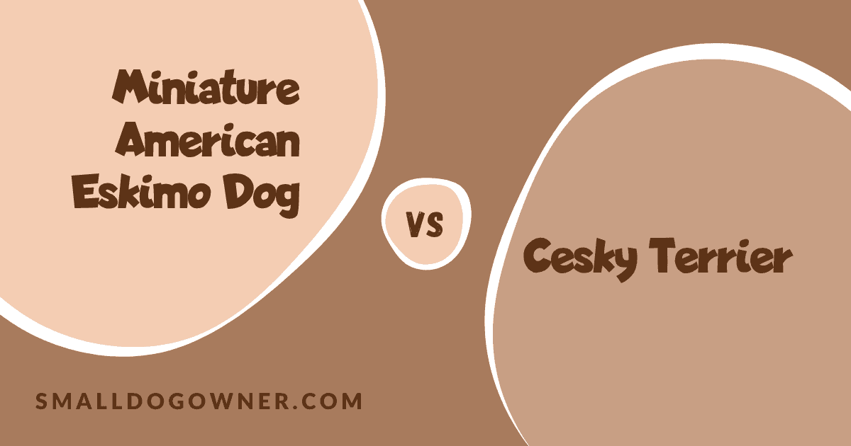Miniature American Eskimo Dog VS Cesky Terrier