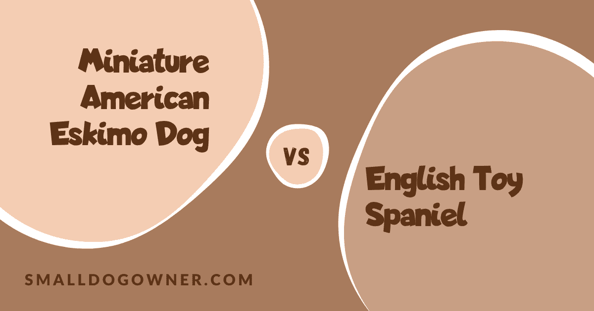 Miniature American Eskimo Dog VS English Toy Spaniel