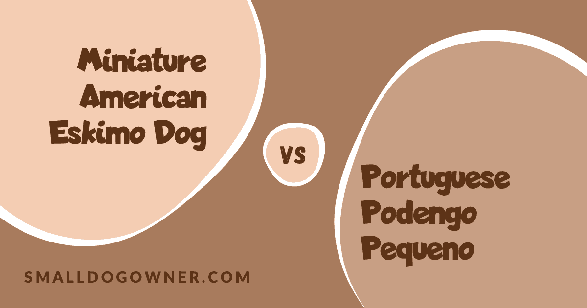 Miniature American Eskimo Dog VS Portuguese Podengo Pequeno
