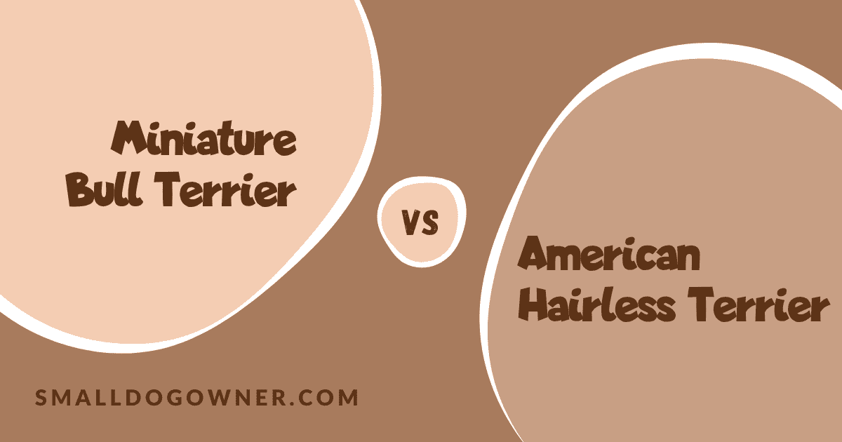 Miniature Bull Terrier VS American Hairless Terrier