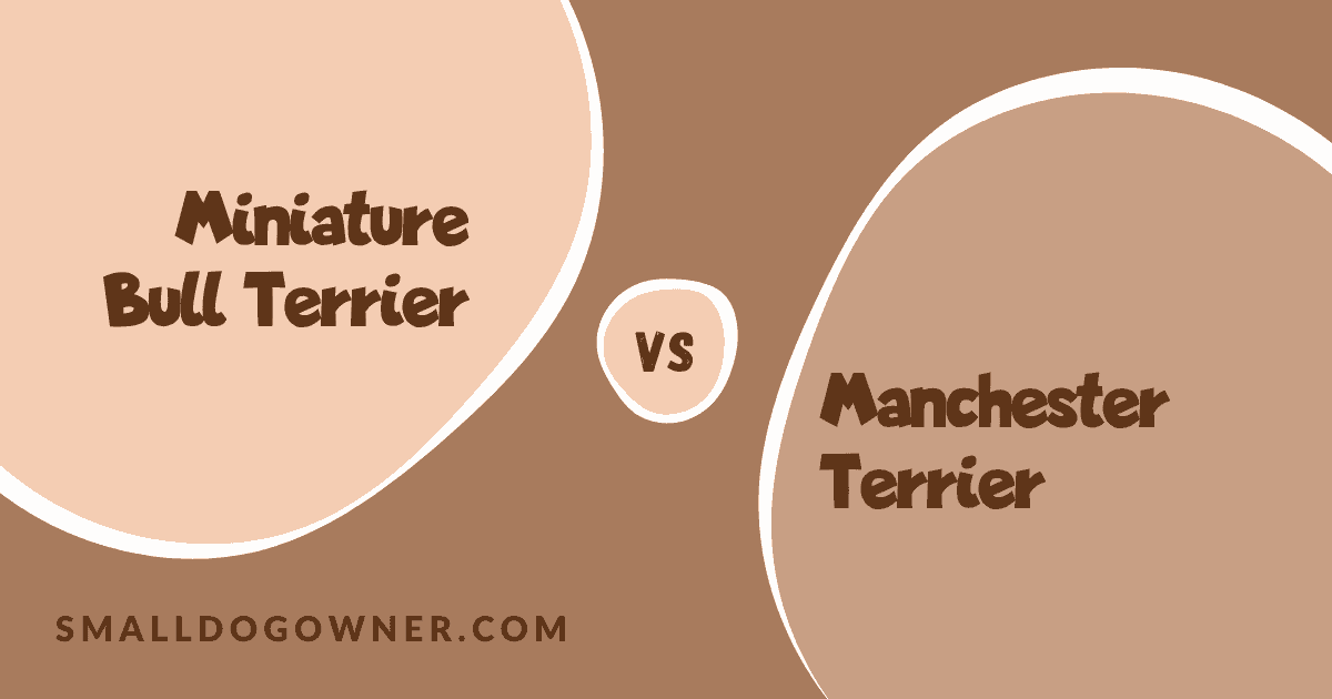 Miniature Bull Terrier VS Manchester Terrier