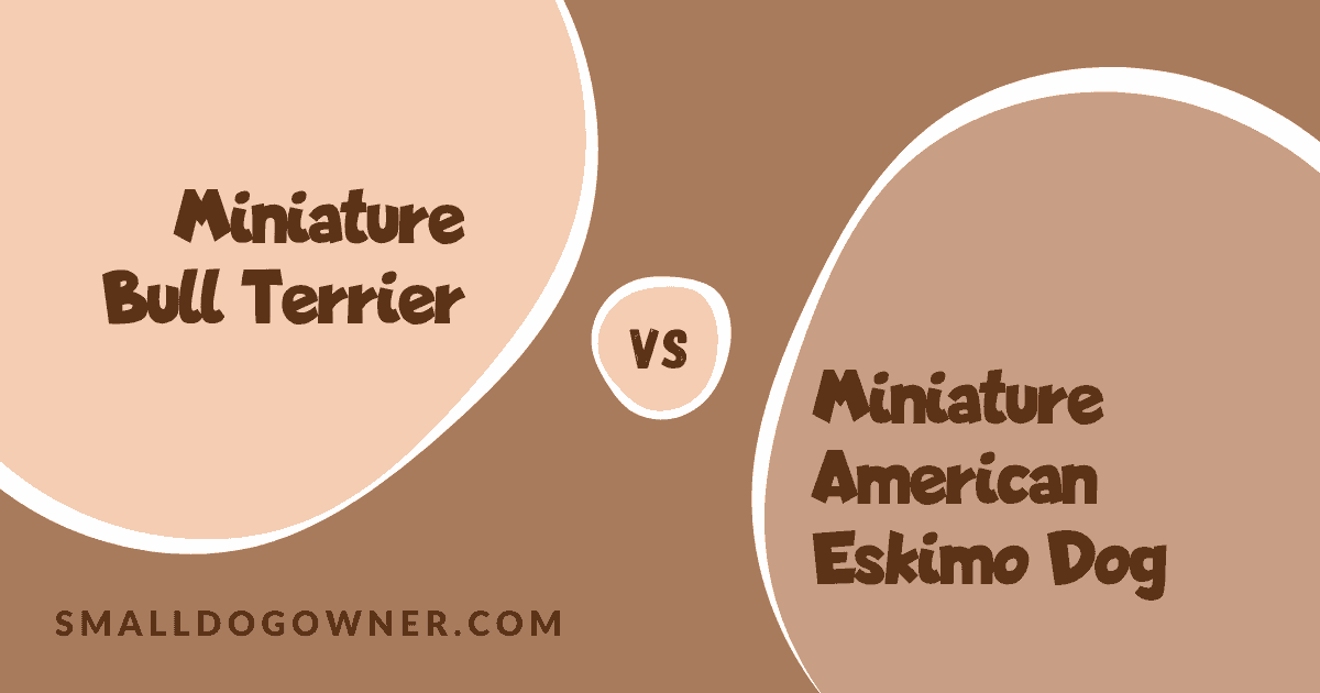 Miniature Bull Terrier VS Miniature American Eskimo Dog