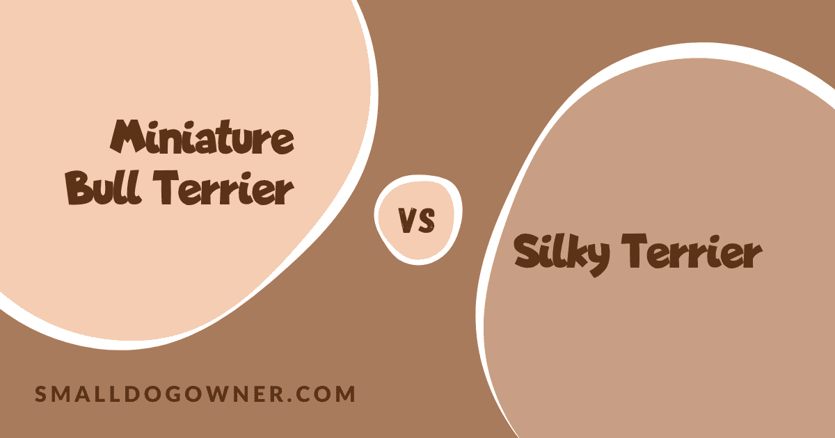 Miniature Bull Terrier VS Silky Terrier
