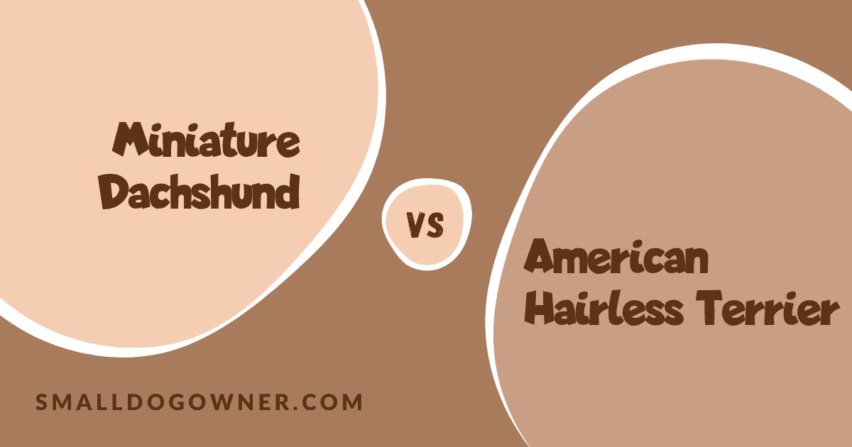 Miniature Dachshund VS American Hairless Terrier