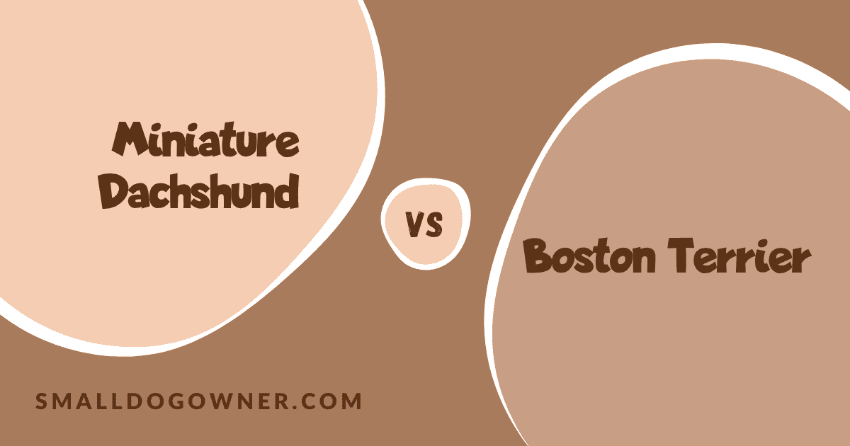 Miniature Dachshund VS Boston Terrier