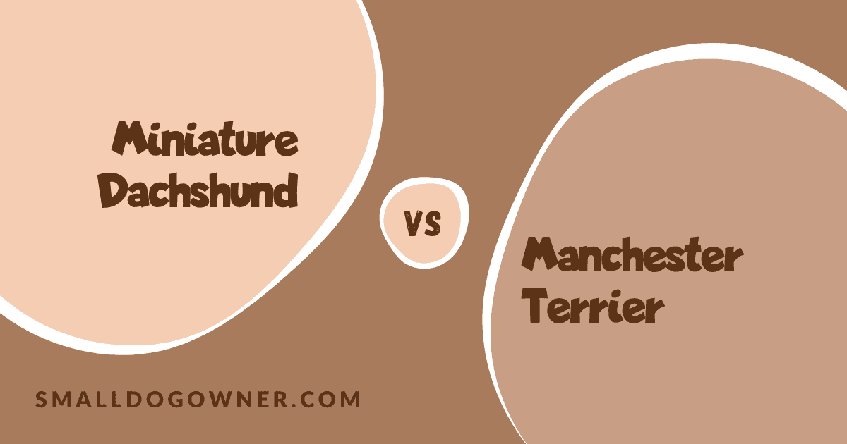 Miniature Dachshund VS Manchester Terrier