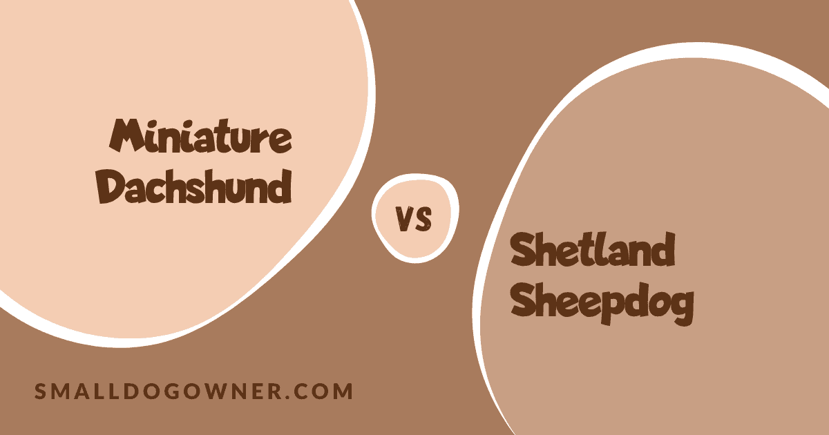 Miniature Dachshund VS Shetland Sheepdog