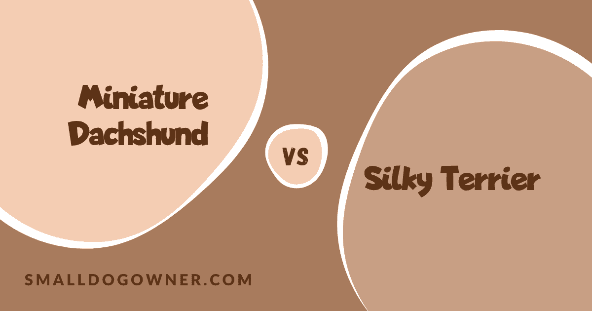 Miniature Dachshund VS Silky Terrier
