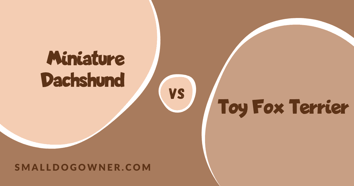 Miniature Dachshund VS Toy Fox Terrier