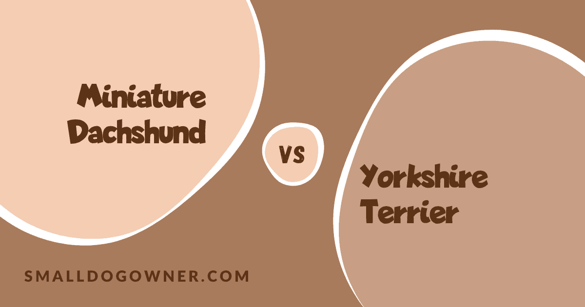 Miniature Dachshund VS Yorkshire Terrier