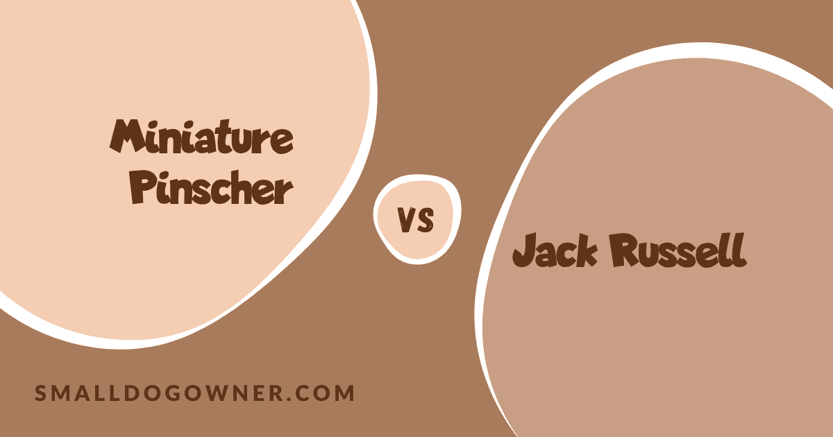 Miniature Pinscher VS Jack Russell