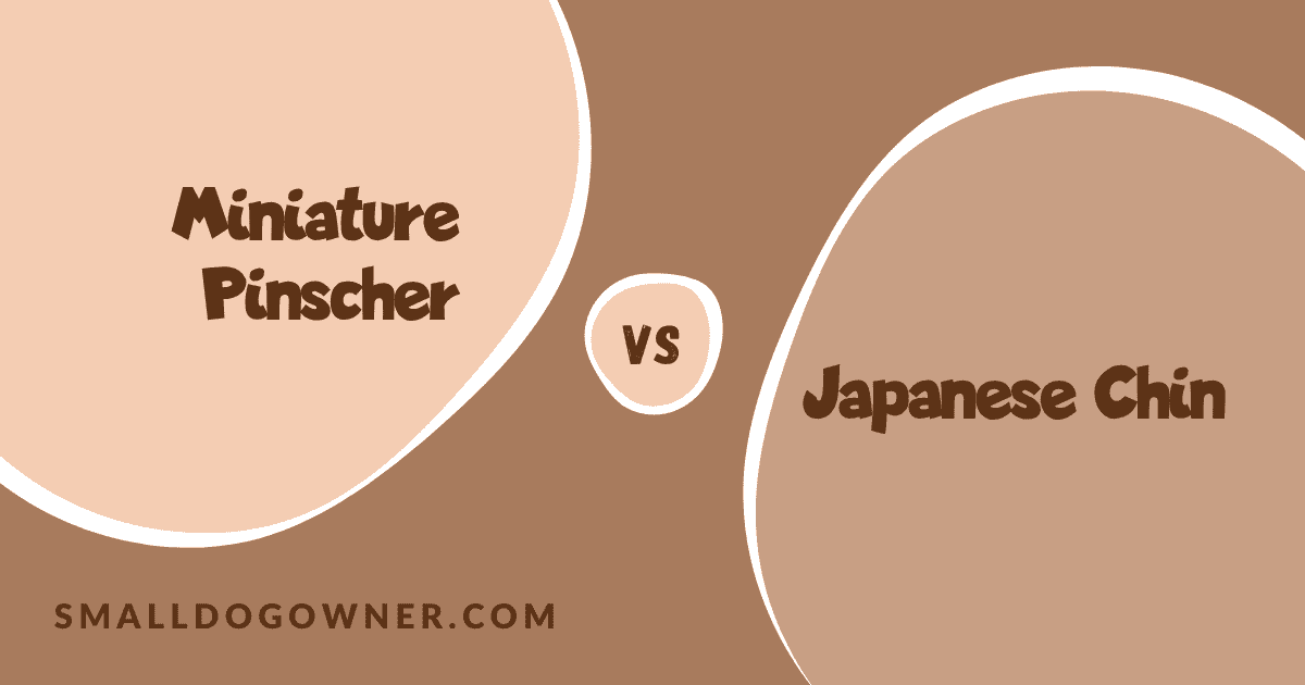 Miniature Pinscher VS Japanese Chin