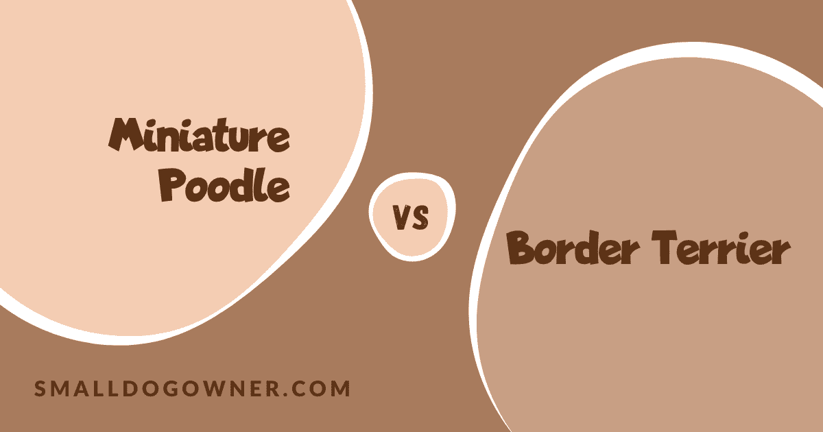 Miniature Poodle VS Border Terrier