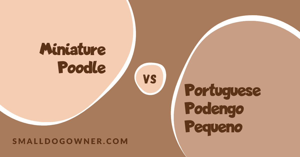 Miniature Poodle VS Portuguese Podengo Pequeno