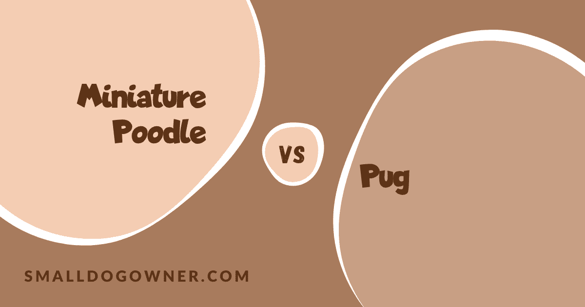 Miniature Poodle VS Pug