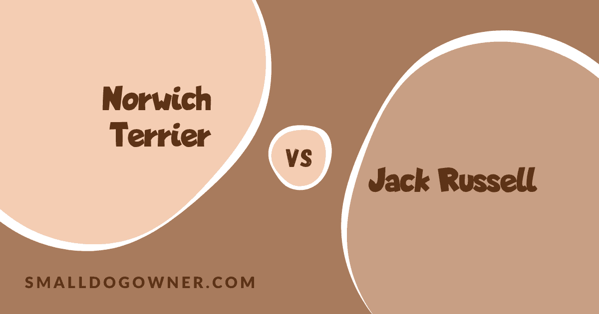 Norwich Terrier VS Jack Russell