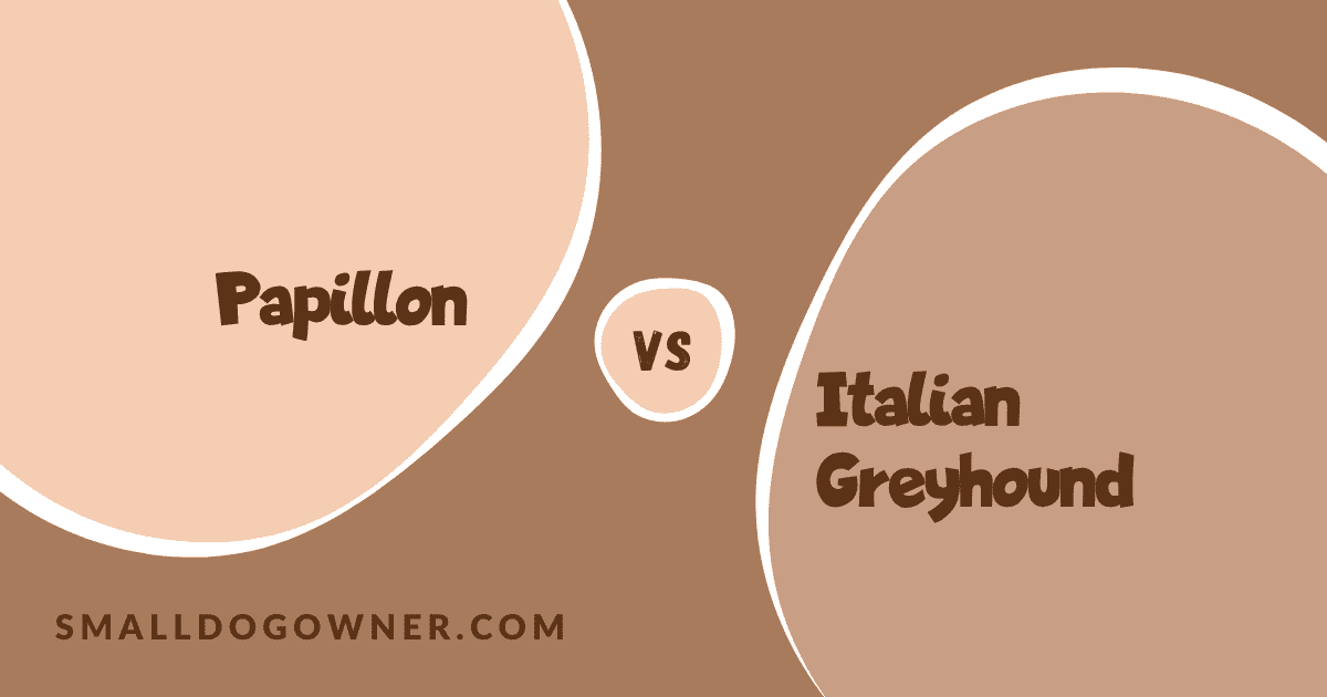Papillon VS Italian Greyhound
