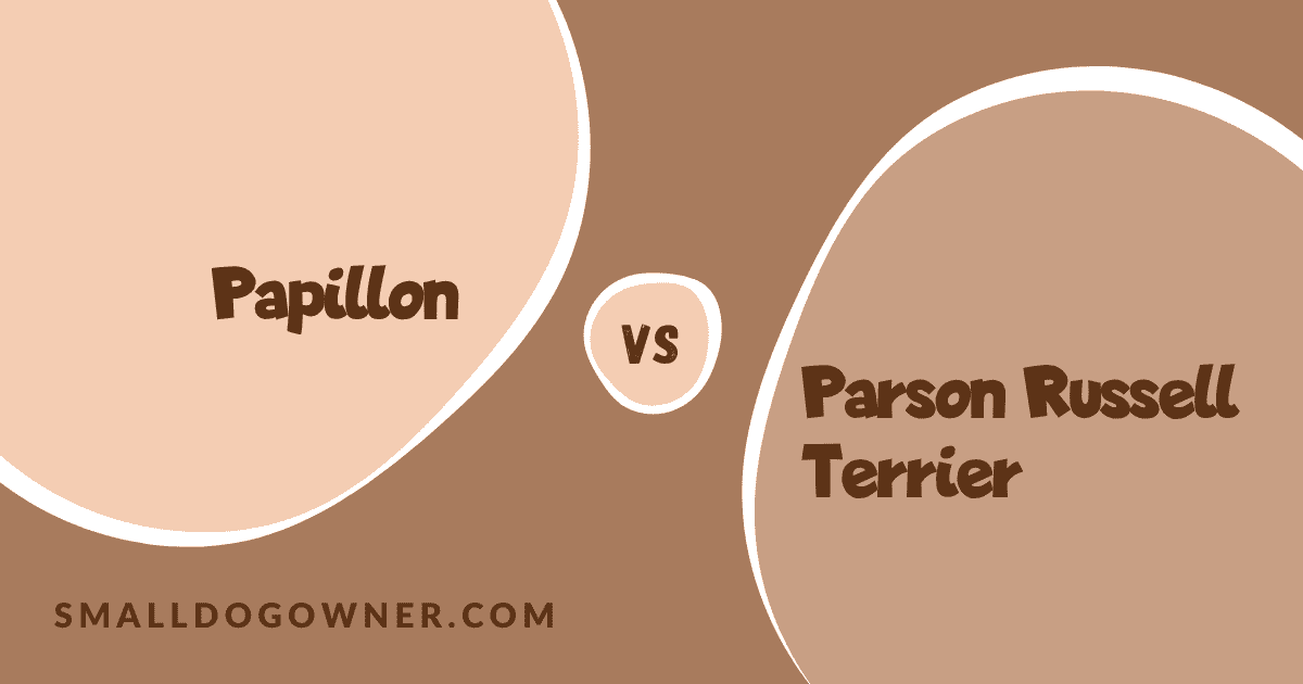 Papillon VS Parson Russell Terrier