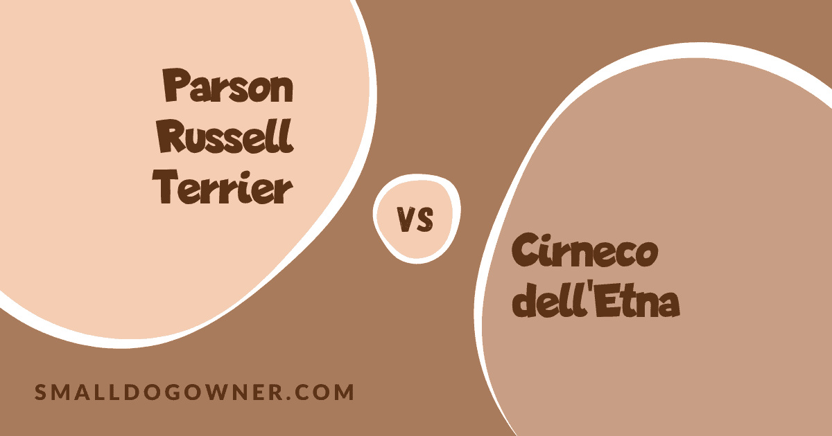 Parson Russell Terrier VS Cirneco dell'Etna