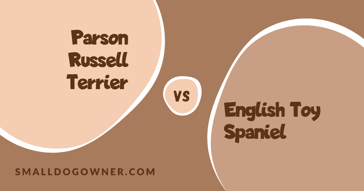 Parson Russell Terrier VS English Toy Spaniel