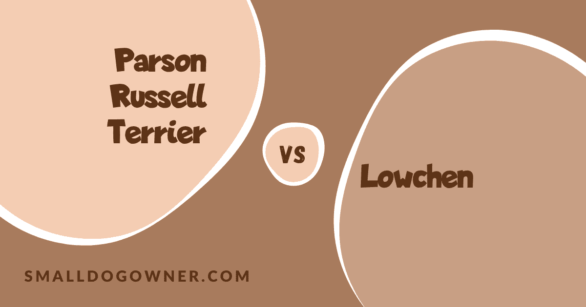 Parson Russell Terrier VS Lowchen