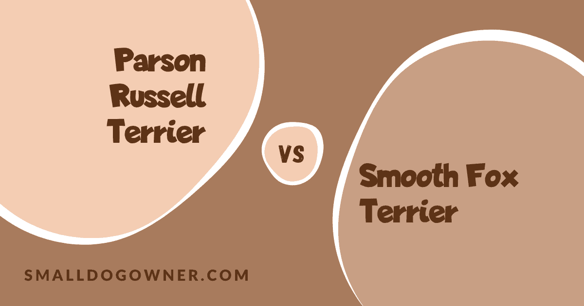 Parson Russell Terrier VS Smooth Fox Terrier
