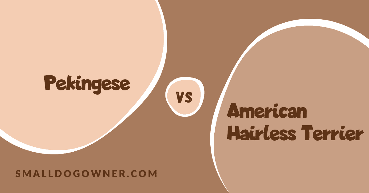 Pekingese VS American Hairless Terrier