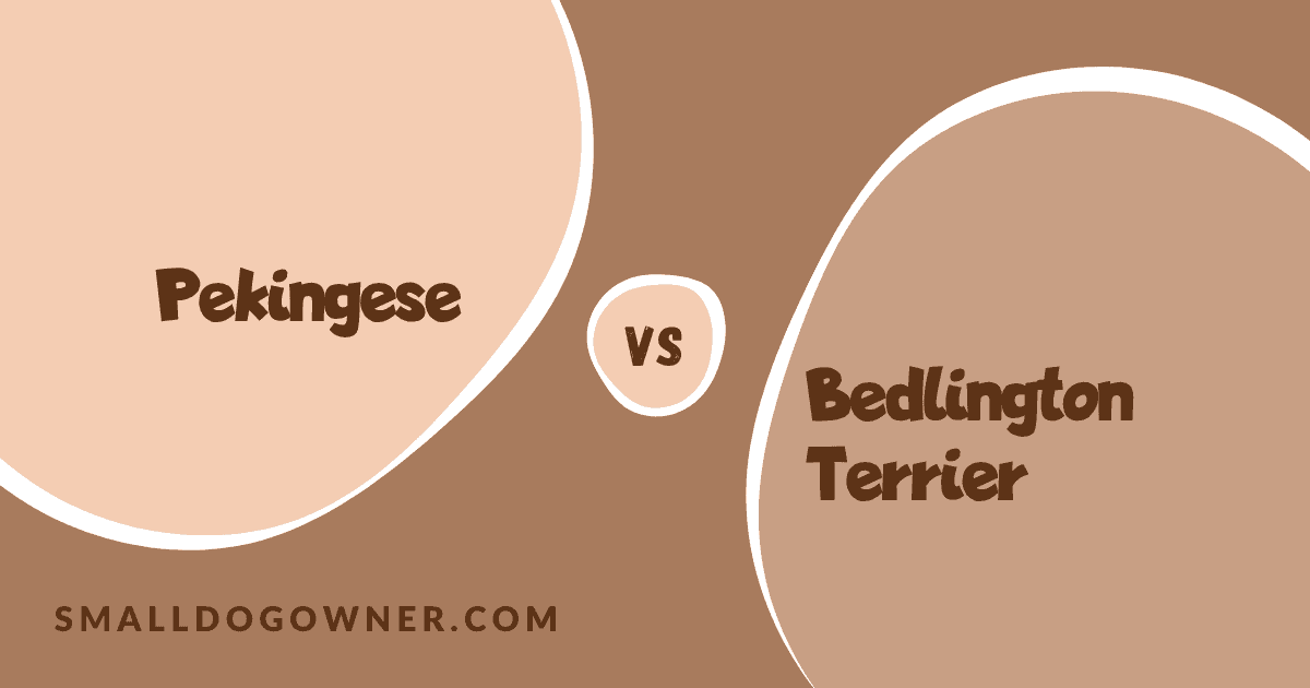 Pekingese VS Bedlington Terrier