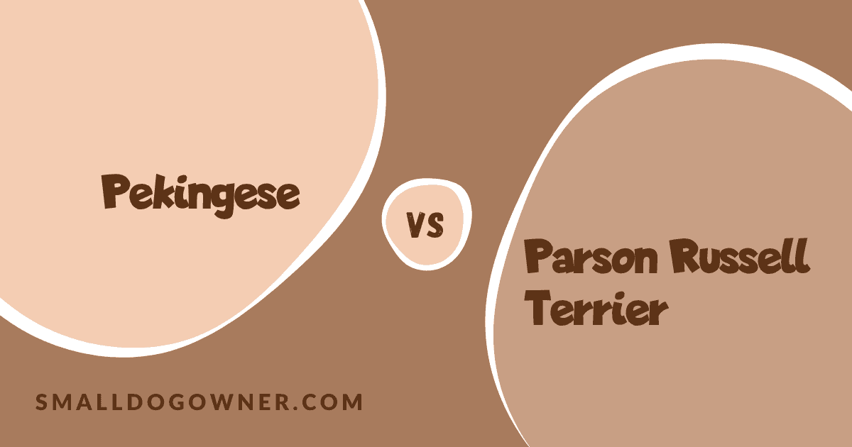 Pekingese VS Parson Russell Terrier