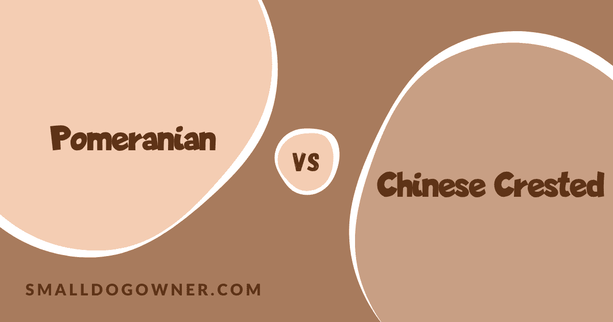 Pomeranian VS Chinese Crested