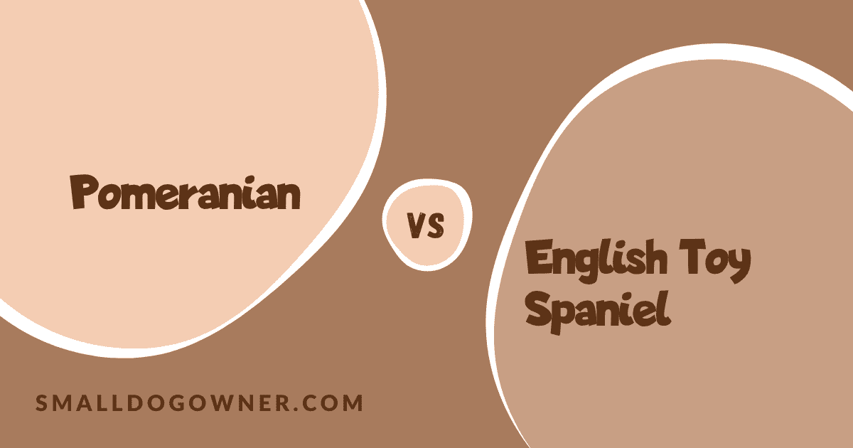 Pomeranian VS English Toy Spaniel