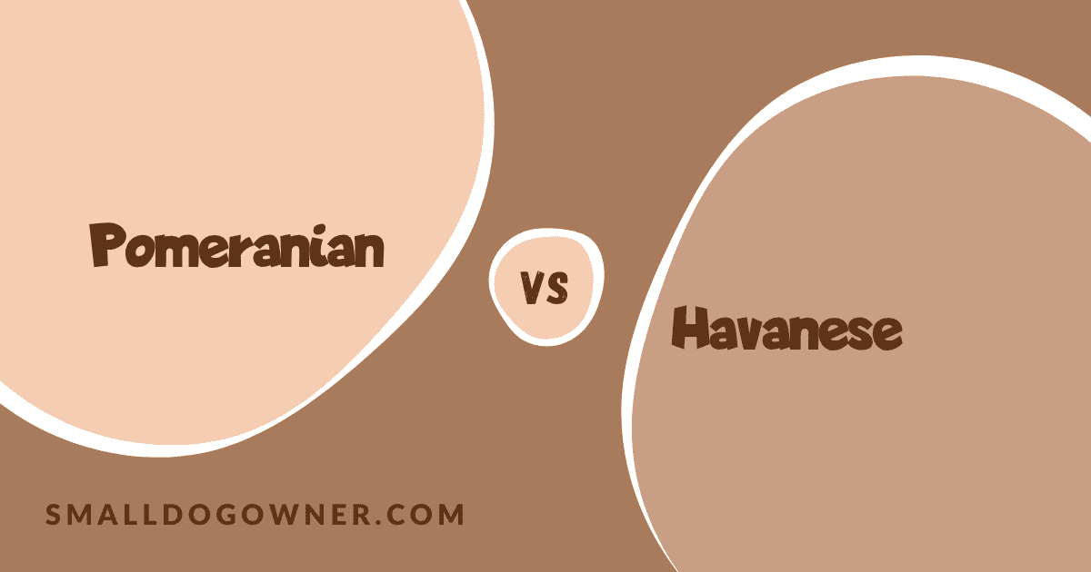 Pomeranian VS Havanese