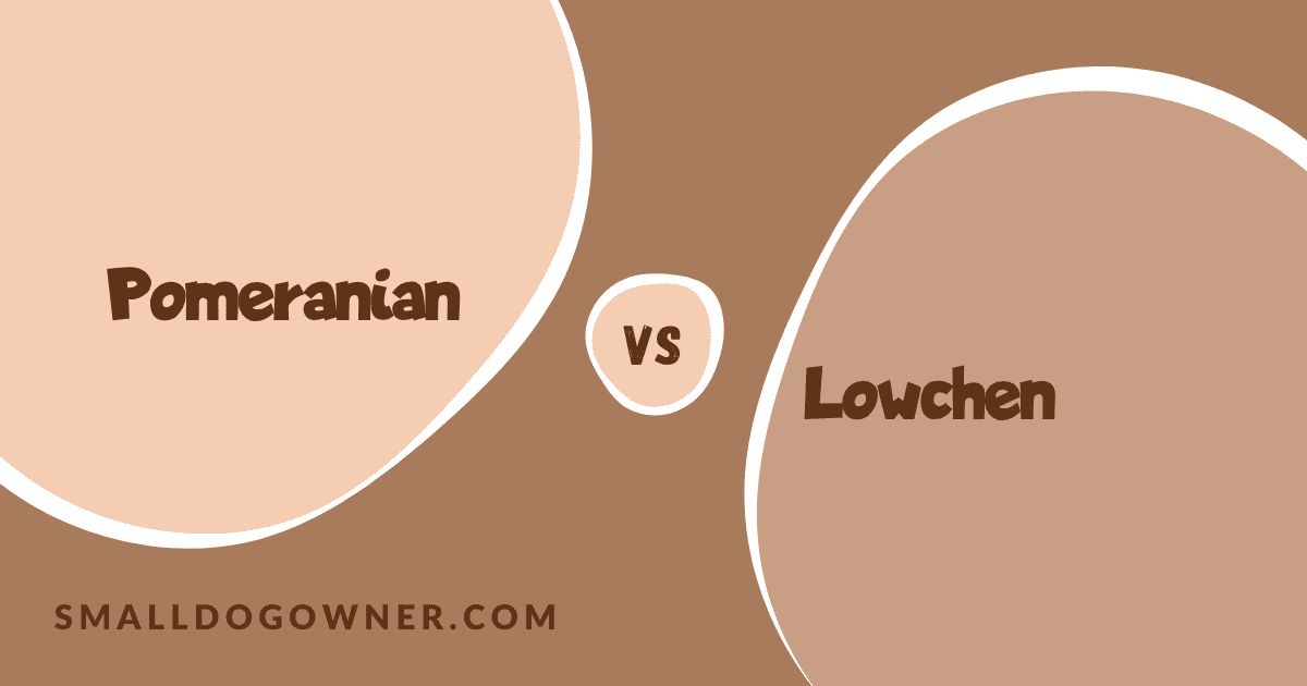 Pomeranian VS Lowchen
