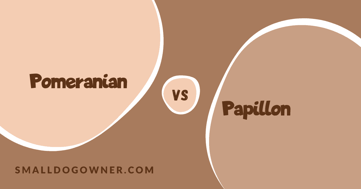 Pomeranian VS Papillon