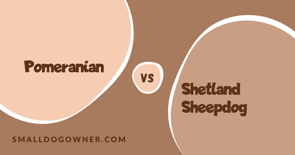Pomeranian VS Shetland Sheepdog