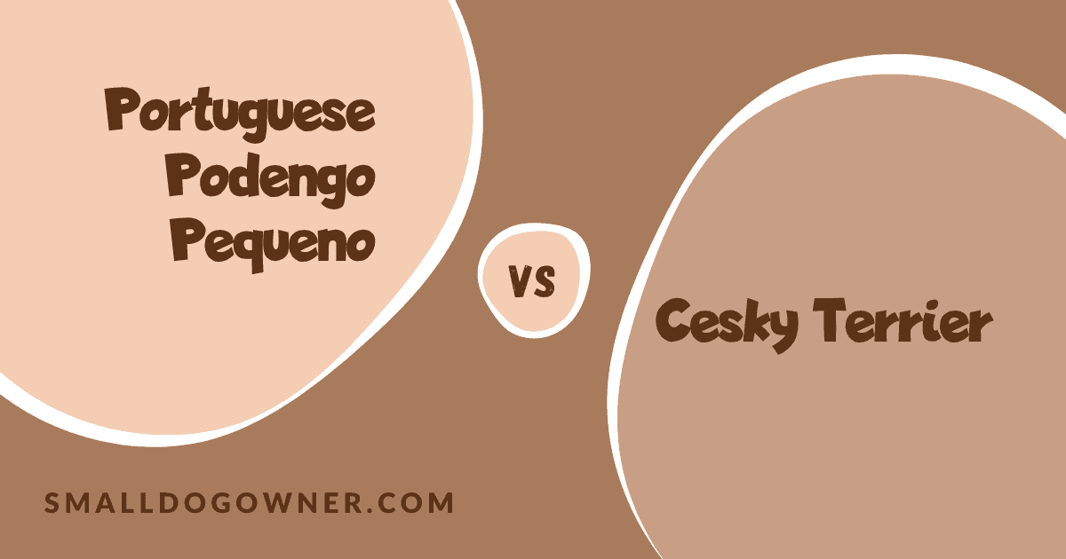 Portuguese Podengo Pequeno VS Cesky Terrier